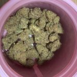 BC Dancehell Cannabis (60g)