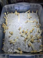 Mighty Melts 

Golden Teacher Mushroom (28G) - Image 2