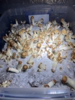 Mighty Melts 

Golden Teacher Mushroom (28G) - Image 4
