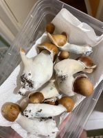 Mighty Melts 

Golden Teacher Mushroom (28G) - Image 5