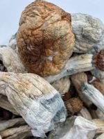 Penis Envy Magic Mushrooms 🍄 [28G] - Image 3
